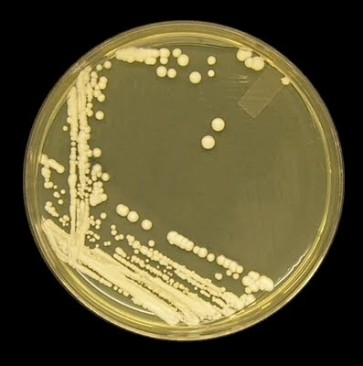 Candida, mouse monoclonal antibody [clone MC3]