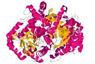 Enolase, mouse monoclonal antibody [clone QG4]