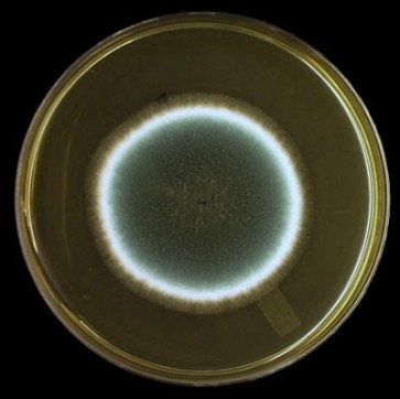 Aspergillus and Penicillium, monoclonal antibody [clone JF5]