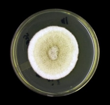 Pseudallescheria/Scedosporium complex, monoclonal antibody [clone HG12]