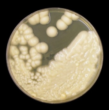 Trichosporon asahii and T. asteroides, monoclonal antibody [clone CA7]