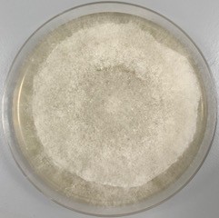 Apophysomyces, mouse monoclonal antibody [clone JD4]