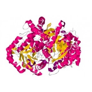 Enolase, mouse monoclonal antibody [clone QG4]