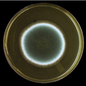 Aspergillus and Penicillium, monoclonal antibody [clone JF5]