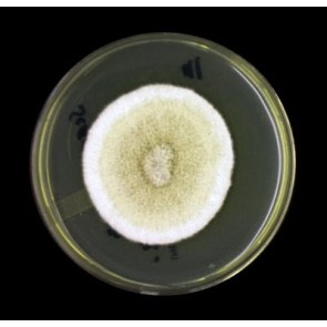 Pseudallescheria/Scedosporium complex, monoclonal antibody [clone HG12]