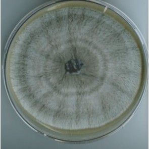 Lomentospora prolificans, monoclonal antibody [clone CA4]