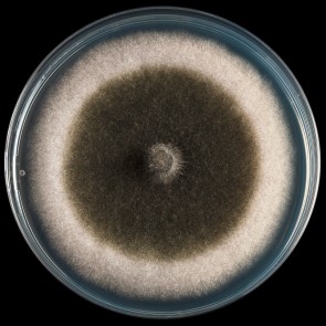 Alternaria, monoclonal antibody [clone PC3]