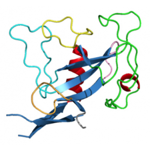 Ribonuclease mitogillin (Asp f I), mouse monoclonal antibody [clone PD7]