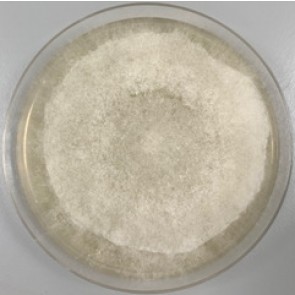 Apophysomyces, mouse monoclonal antibody [clone JD4]